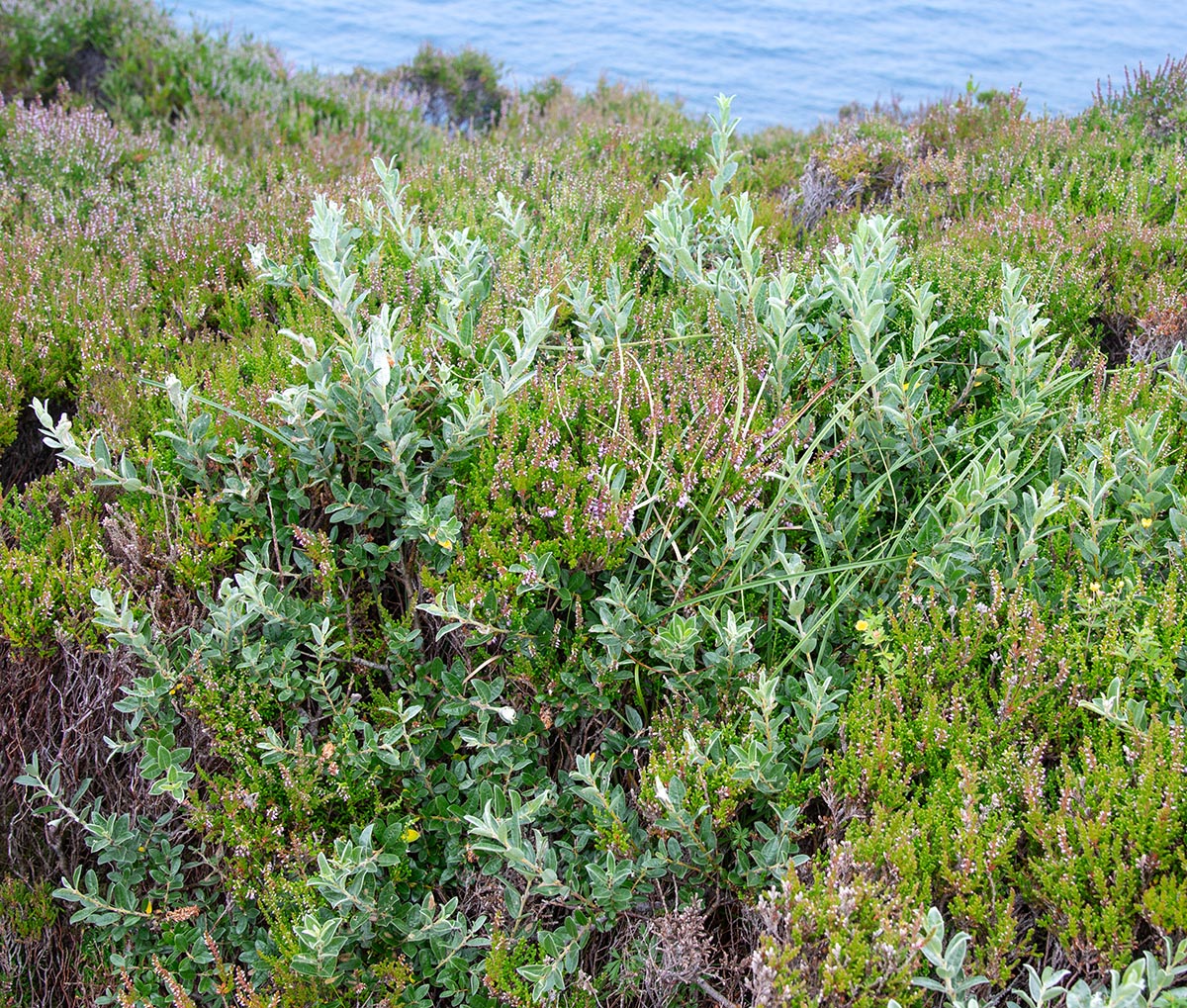 Habitus